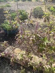 Vitex trifolia
