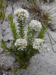 Agathosma ciliaris