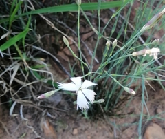 Dianthus mooiensis