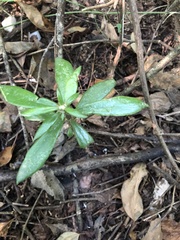 Pereskiopsis kellermanii