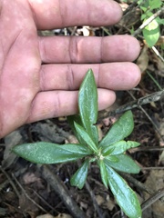 Pereskiopsis kellermanii