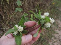 Gomphrena nitida