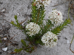 Agathosma ciliaris