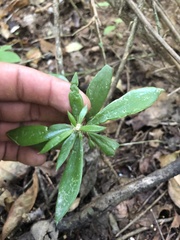 Pereskiopsis kellermanii