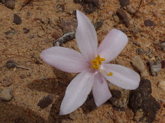 Gethyllis verticillata