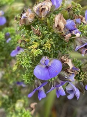Psoralea aculeata