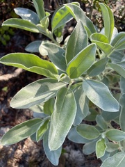 Lupinus cumulicola