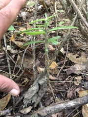 Pereskiopsis kellermanii