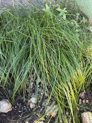 Carex planostachys