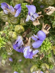 Psoralea aculeata