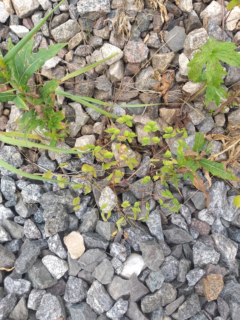 Thalictrum aquilegiifolium, Сергиево-Посадский р-н, Московская обл., Россия