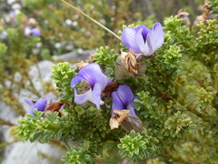 Psoralea aculeata