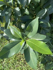 Ficus aurea