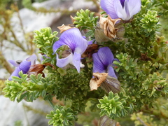 Psoralea aculeata