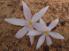 Gethyllis verticillata