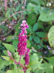 Phytolacca rugosa