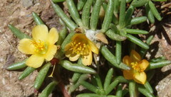 Portulaca halimoides