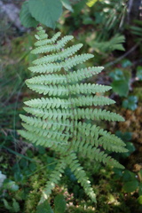 Dryopteris cinnamomea