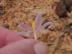 Gethyllis verticillata