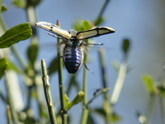 Conognatha souverbii