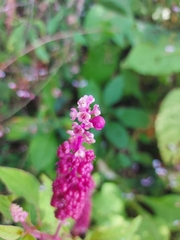Phytolacca rugosa
