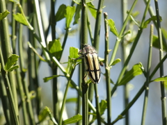 Conognatha souverbii