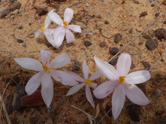 Gethyllis verticillata