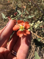 Sphaeralcea incana