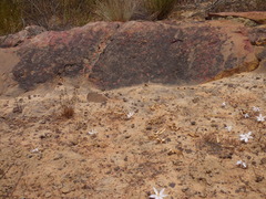 Gethyllis verticillata