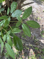 Heptapleurum actinophyllum