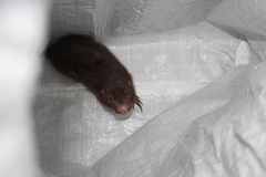 Heterogeomys hispidus