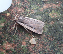 Ochropleura leucogaster