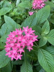 Pentas