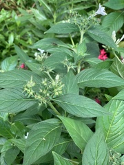 Pentas