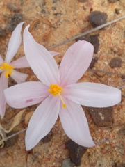 Gethyllis verticillata