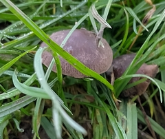 Panaeolus foenisecii