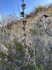Trichostema lanatum