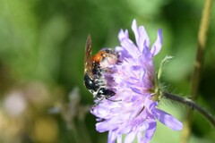 Andrena hattorfiana