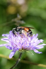 Andrena hattorfiana