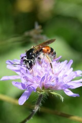 Andrena hattorfiana