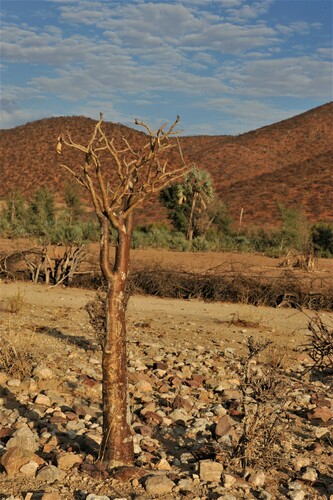 bushman's poison