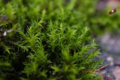 Schistidium crassipilum