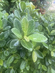 Ficus microcarpa
