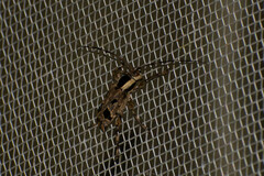 Colobothea macularis