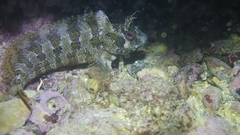 Parablennius gattorugine