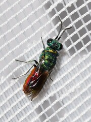 Chrysis ignita