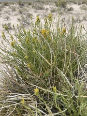 Ericameria nauseosa