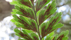 Asplenium praemorsum
