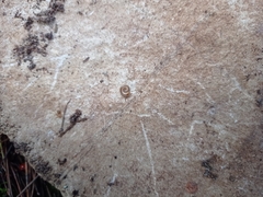 Cylindroiulus punctatus