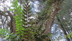 Asplenium praemorsum